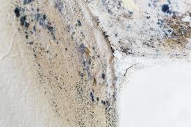 Why You Should Choose Our Mold Remediation Services in Groveland, ID